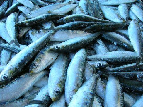 Arenques y sardinas contra la polarizacion de la luz