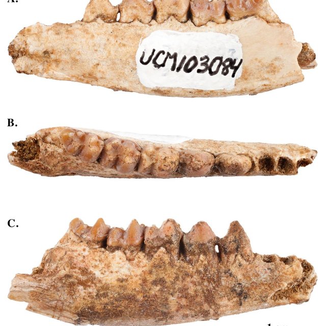 Miniconus jeanninae sp nov UCM 103084 incomplete right dentary with p3 Q640