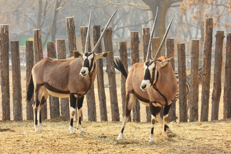 z lam antilope tibetano