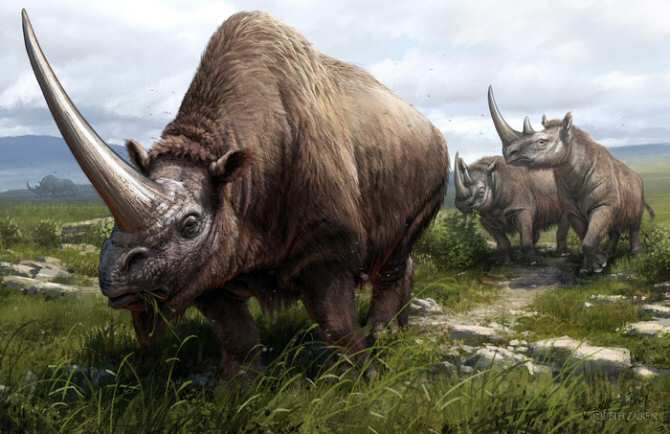 8133 aclaran el arbol genealogico evolutivo del rinoceronte