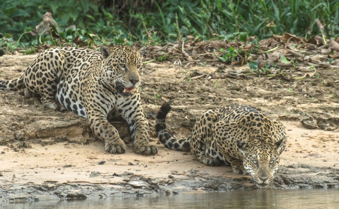 6961 jaguares que viven de la pesca