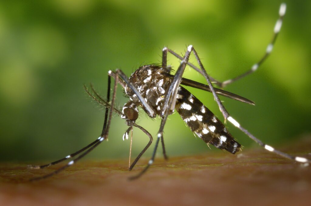 Mosquitos, transmisores de dengue