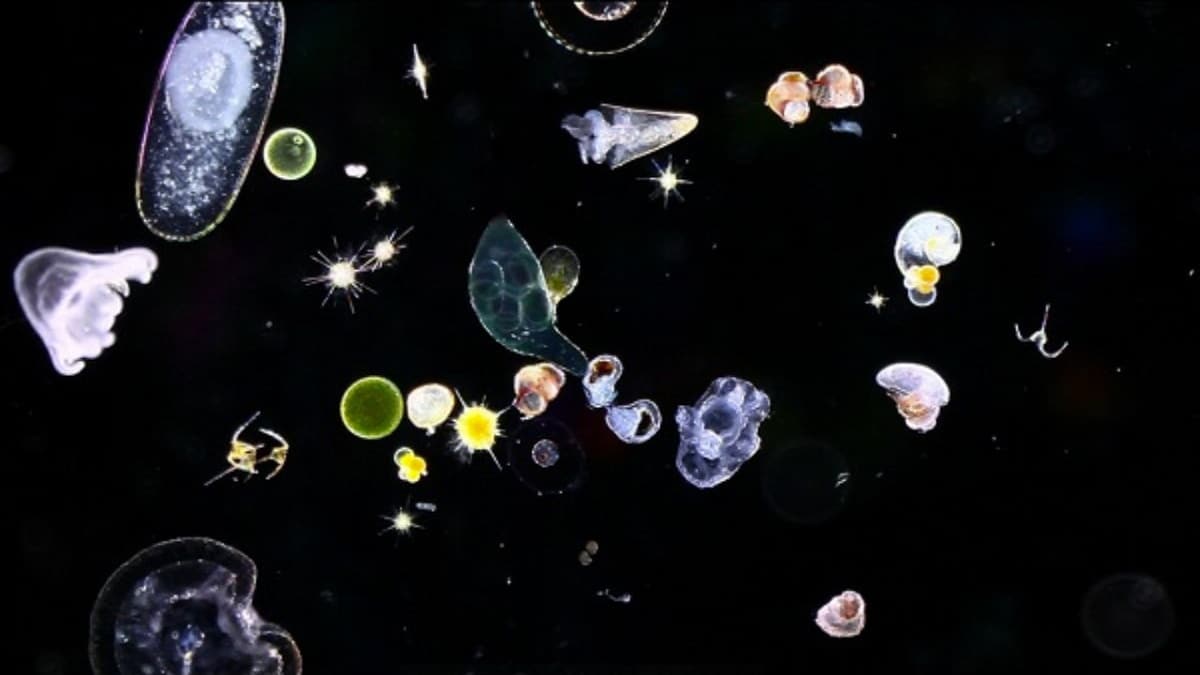 plancton microscopico