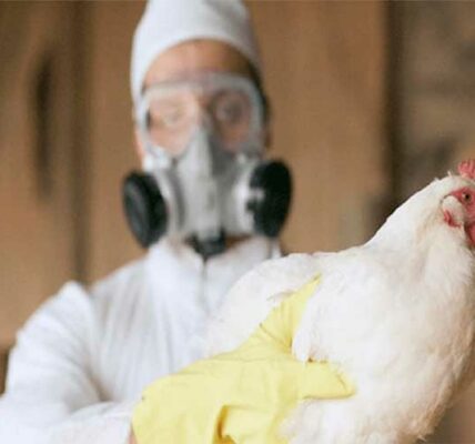 Francia gripe aviar