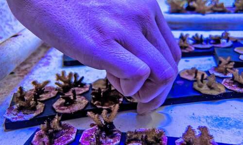 Con trasplante de células madres, intentan proteger a corales del cambio climático 13 a02n1cie 1