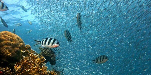 especies marinas en el Mediterraneo