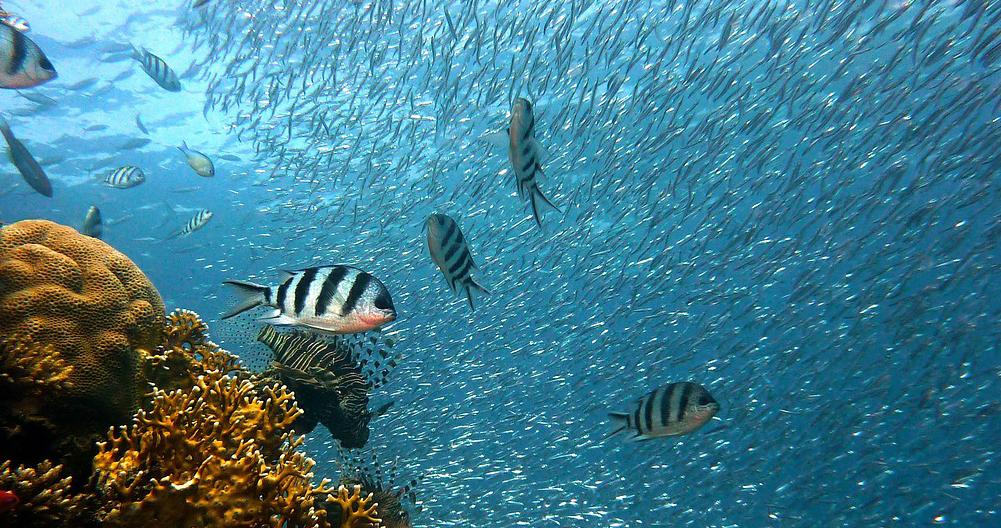 especies marinas en el Mediterraneo