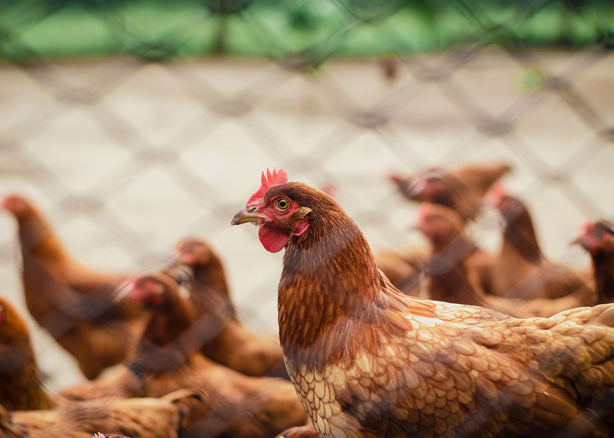 Para evitar el contagio de gripa aviar, se debe evitar el contacto con especies salvajes