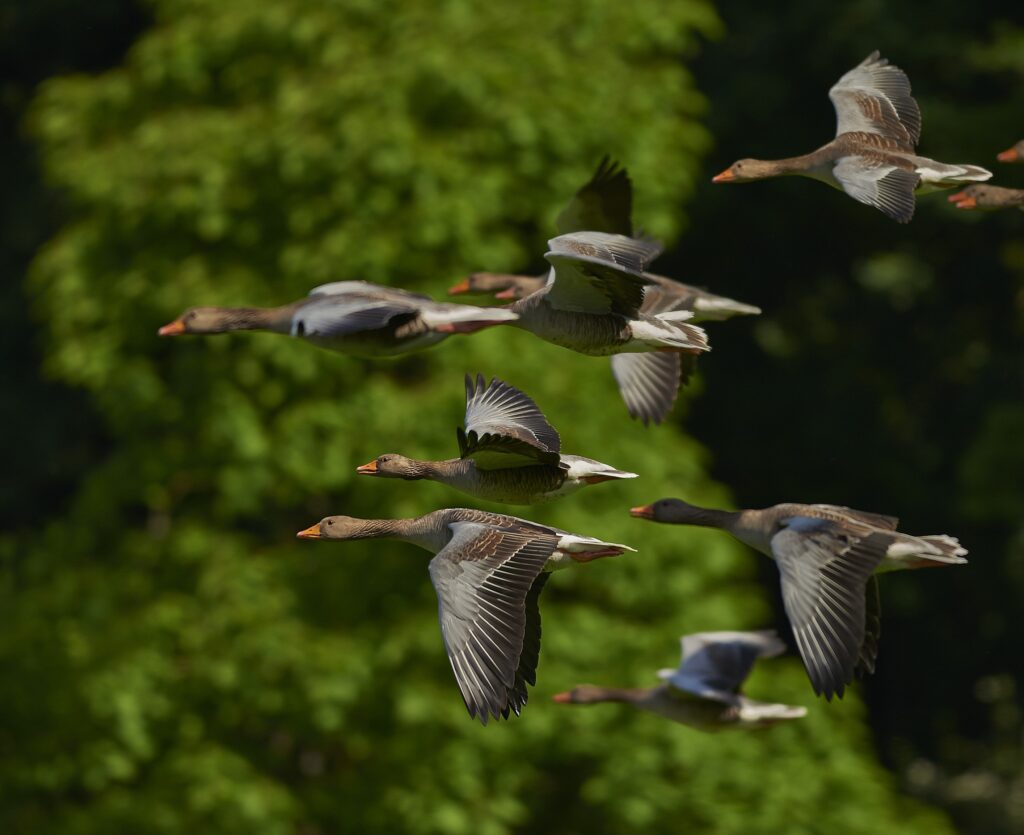 Influenza aviar, los patos pueden ser tranmisores