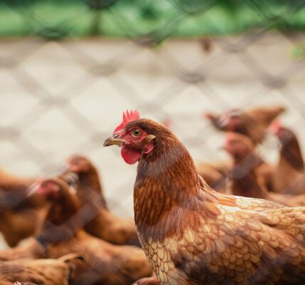 Para evitar el contagio de gripa aviar, se debe evitar el contacto con especies salvajes