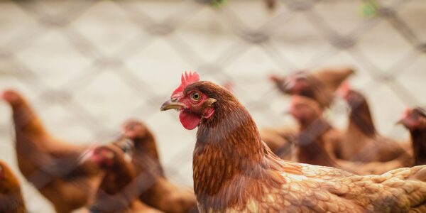 Para evitar el contagio de gripa aviar, se debe evitar el contacto con especies salvajes