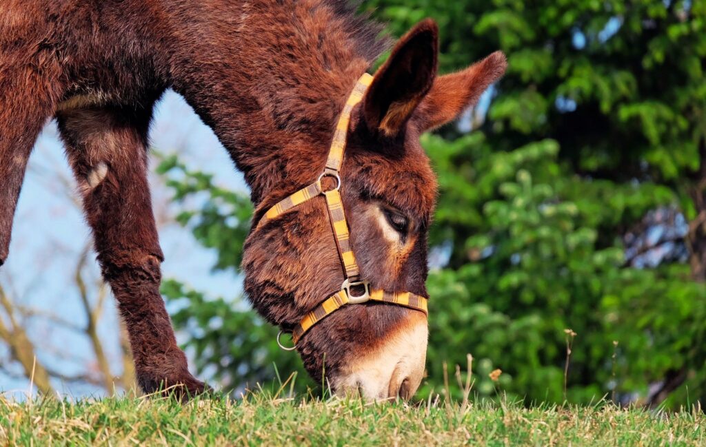 Leer el burro y las flores