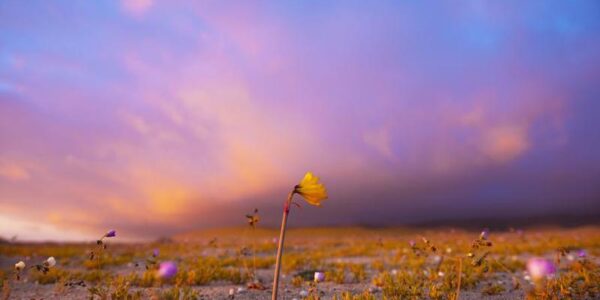 (Multimedia) Resumen: Inusuales nevadas, tormentas y ráfagas de viento en desértica zona norte de Chile 11 14 8