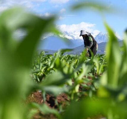 (Multimedia) China adopta nueva ley para proteger tierras agrícolas 4 15 8 7