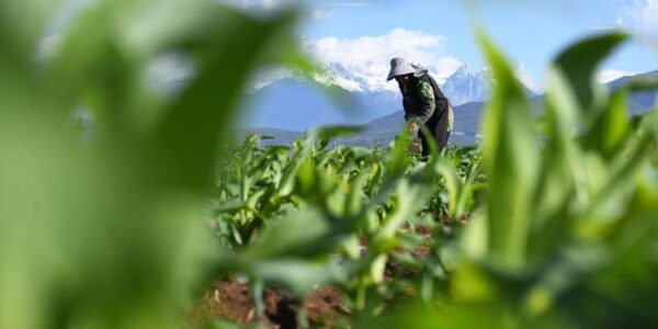 (Multimedia) China adopta nueva ley para proteger tierras agrícolas 13 15 8 7
