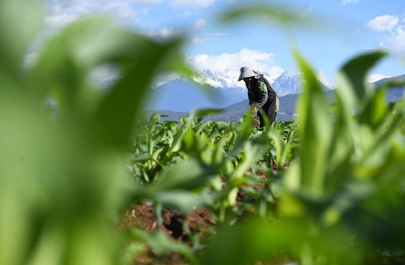 (Multimedia) China adopta nueva ley para proteger tierras agrícolas 1 15 8 7