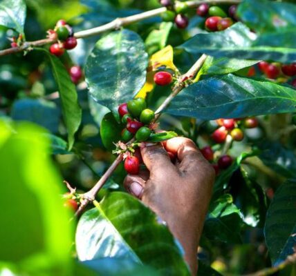 (Multimedia) Especial: Mercado chino, un "motor" para el café geisha panameño 3 18 20
