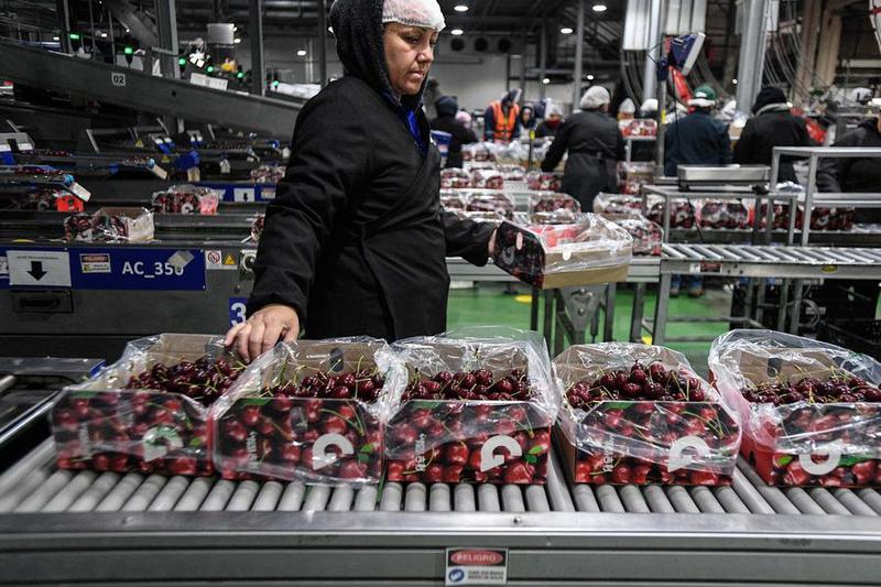 (Multimedia) Exportaciones de alimentos chilenos superan registro histórico de enero a julio de 2026 1 18 3 8