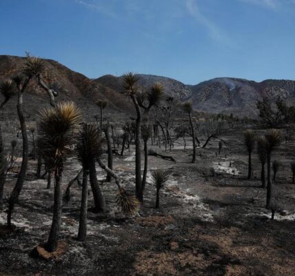 (Multimedia) Incendio forestal de rápido crecimiento deja 6 heridos y obliga a 42.000 a evacuar cerca de frontera Nevada-California, EE. UU. 2 20 2 9