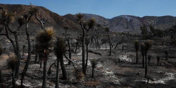 (Multimedia) Incendio forestal de rápido crecimiento deja 6 heridos y obliga a 42.000 a evacuar cerca de frontera Nevada-California, EE. UU. 13 20 2 9
