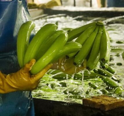 (CIIE) Entrevista: Octava CIIE impulsa la apertura de alto nivel de China al mundo, afirma líder empresarial ecuatoriano 4 41 8