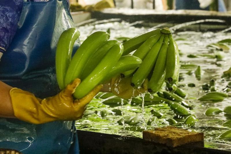 (CIIE) Entrevista: Octava CIIE impulsa la apertura de alto nivel de China al mundo, afirma líder empresarial ecuatoriano 1 41 8