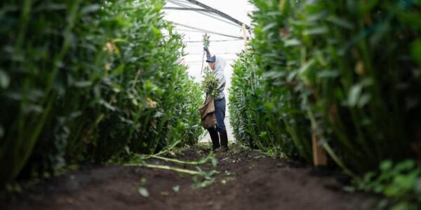 Agencia de Desarrollo Rural de Colombia destaca oportunidades de la cooperación con China 11 59 1 1