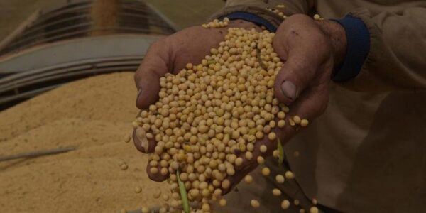 Soya gana terreno en ciudades amazónicas de Brasil y área suburbana cultivada crece 71% en siete años 15 181 4