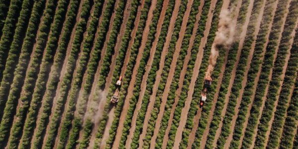 (Multimedia) Exportaciones de cafés especiales de Brasil a EE. UU. caen 79,5 % en agosto por tarifazo de Trump 16 22 3 1