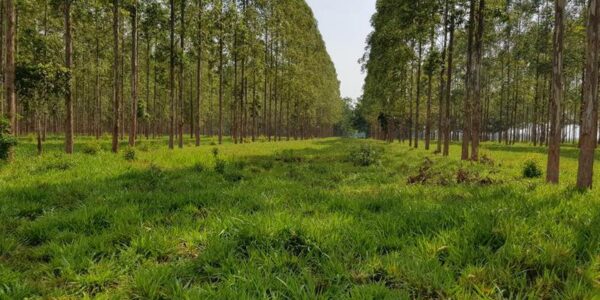 (Multimedia) Producción forestal de Brasil supera los 8.300 millones de dólares en 2024 11 23 5 1