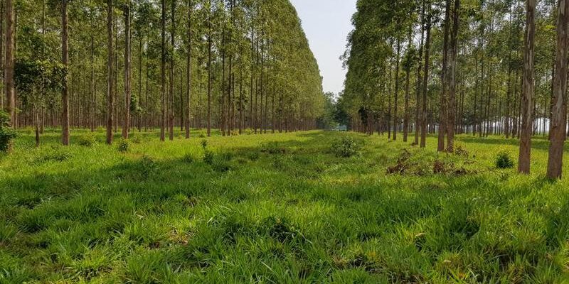 (Multimedia) Producción forestal de Brasil supera los 8.300 millones de dólares en 2024 1 23 5 1