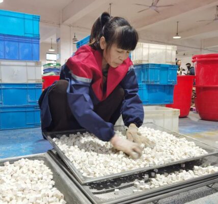 Chinese farmers seek economic gains in forest glades 2 26 1 2