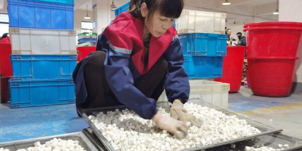 Chinese farmers seek economic gains in forest glades 22 26 1 2