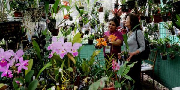 (Multimedia) Especial: Peruanos disfrutan del mundo paisajístico en feria "Perú Flora 2025" 11 34 3 1