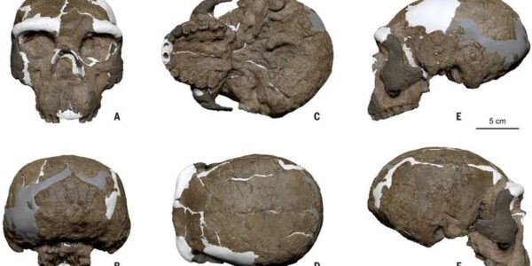 (Multimedia) Cráneo de hace un millón de años hallado en China reescribe cronología de evolución humana 16 35 2 1