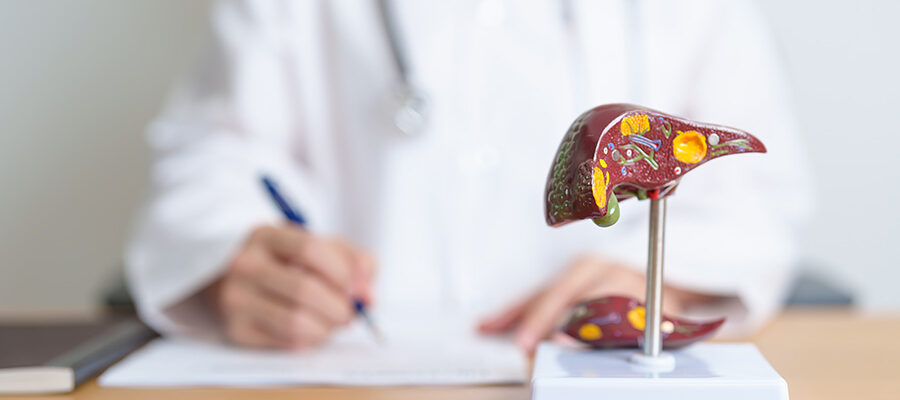 doctor with human liver anatomy model liver cance 2025 03 06 05 12 29 utc