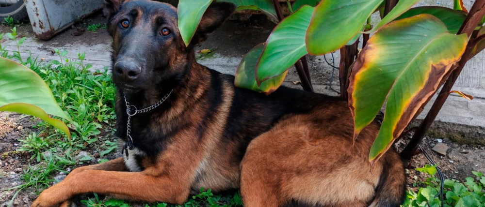 Abuelita encuentra perro extraviado en Azcapotzalco y lo entrega a policías para que localicen a su dueño 1 2026 08 06t175333