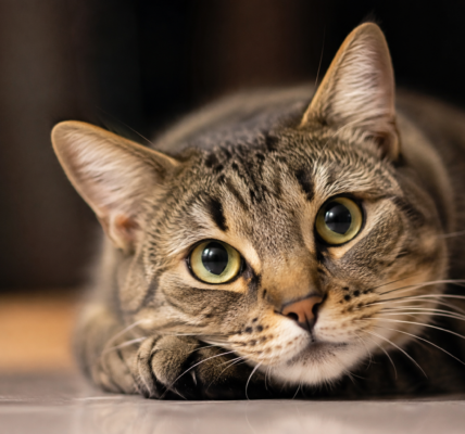 Día Internacional del Gato: una fecha para celebrar a los felinos y promover su bienestar 2 e7bc4fce d6f3 42f6 b7ce 9802ac1831d3
