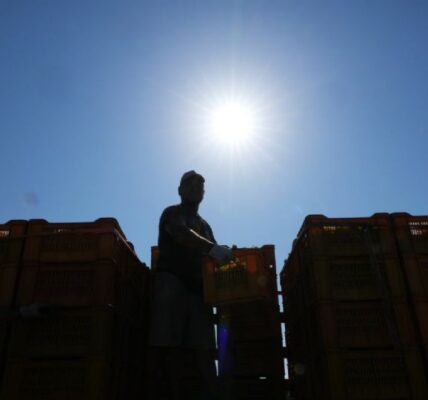 La ola de calor obliga a productores de vino espumoso en Italia a hacer vendimias tempranas y nocturnas 2 f960x540 155593 229668 5135