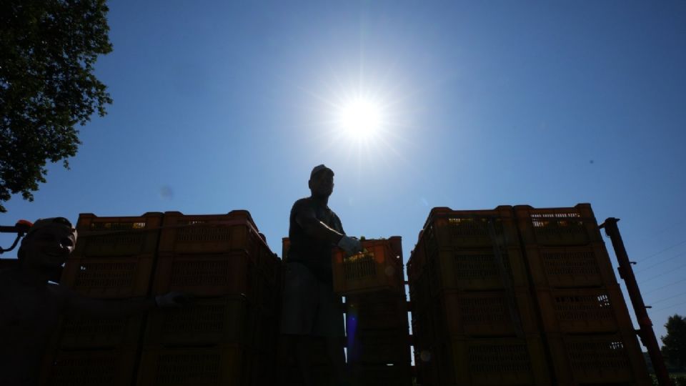 La ola de calor obliga a productores de vino espumoso en Italia a hacer vendimias tempranas y nocturnas 1 f960x540 155593 229668 5135