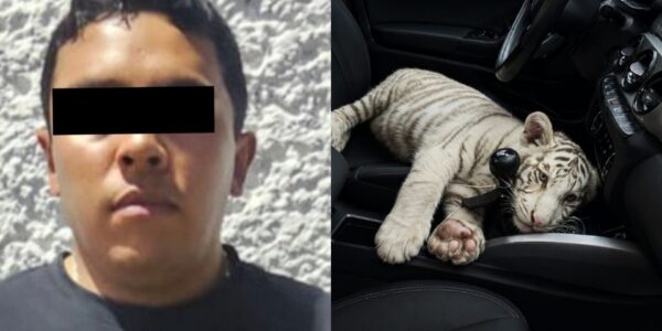 De película: detienen en Iztapalapa a sujeto que trasladaba una cría de tigre blanco 14 f960x540 155681 229756 5050