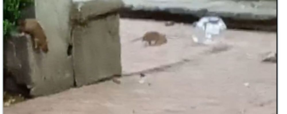 ratones 13 1000x428