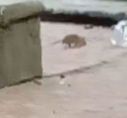 Denuncian plaga de ratas y mosquitos en el Jardín Tabacalera en la Cuauhtémoc 3 ratones 13 1000x428