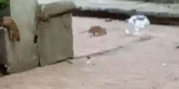 Denuncian plaga de ratas y mosquitos en el Jardín Tabacalera en la Cuauhtémoc 15 ratones 13 1000x428