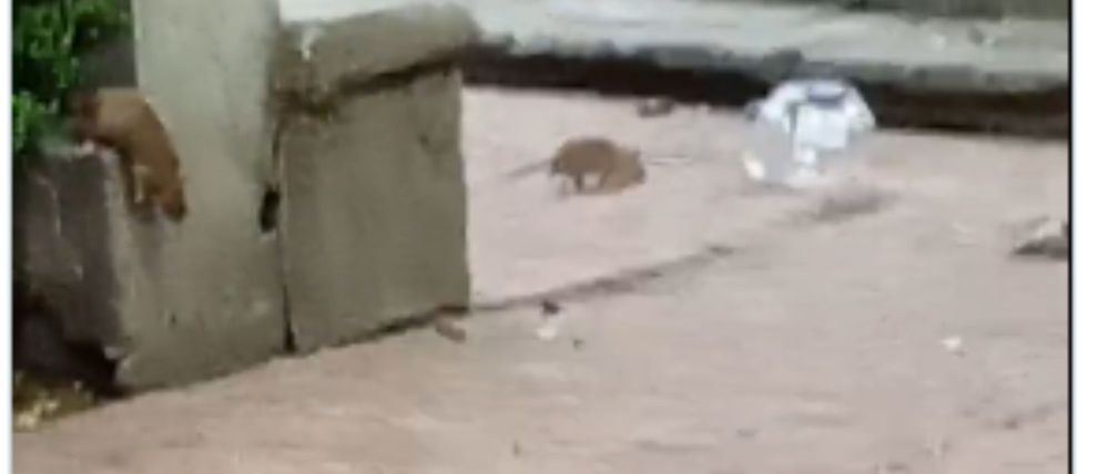 Denuncian plaga de ratas y mosquitos en el Jardín Tabacalera en la Cuauhtémoc 1