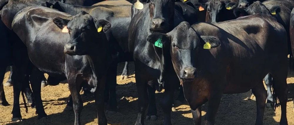 Únicamente las Californias quedan libres de la plaga del gusano barrenador 1 unicamente californias libres barrenador