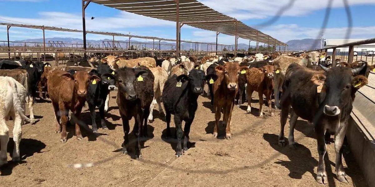 Con acuerdo modernizado, Unión Europea abre la puerta a la carne mexicana 1 PHOTO 2026 08 31 20 40 03