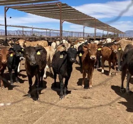Con acuerdo modernizado, Unión Europea abre la puerta a la carne mexicana 3 PHOTO 2026 08 31 20 40 03