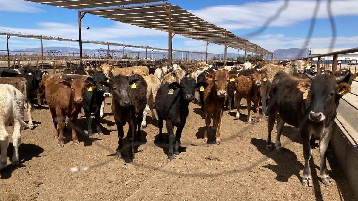 Con acuerdo modernizado, Unión Europea abre la puerta a la carne mexicana 1 PHOTO 2026 08 31 20 40 03