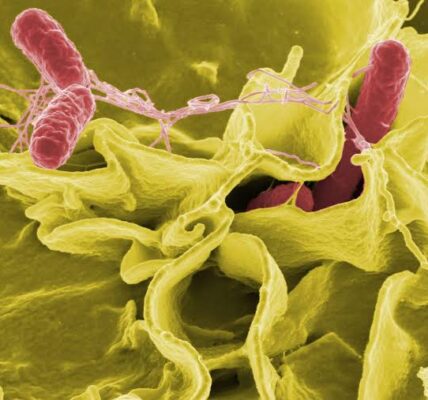 Salmonella3